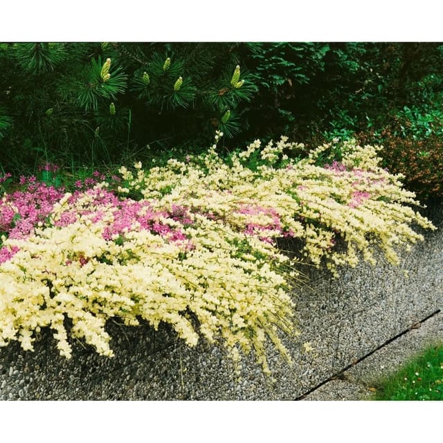 Cytisus Kewensis Besenginster Cremegelb 20–30 cm