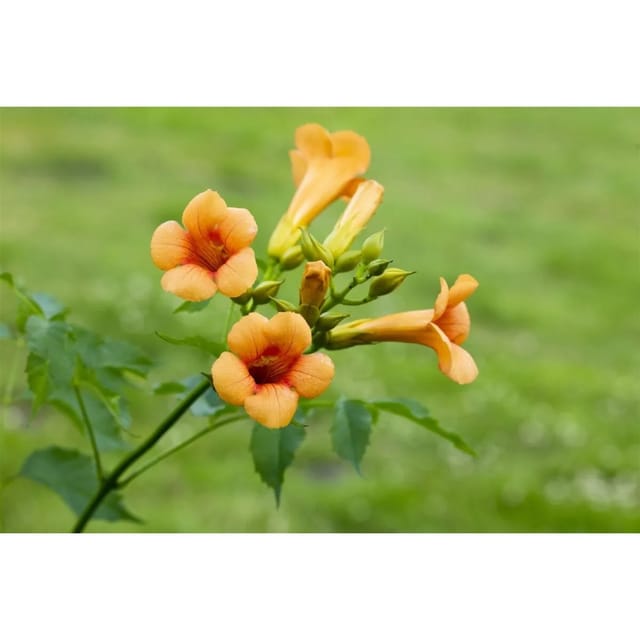 Campsis Tagliabuana Madame Galen Trompetenblume Orange-Rot 100–150 cm