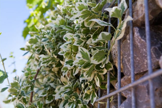 Euonymus Fortunei Emerald Gaiety Kriechspindel Grün-Weiß 20–30 cm