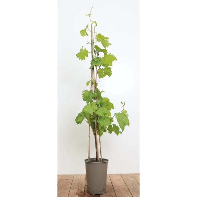 Vitis Vinifera Isabella Weinrebe 80–100 cm Dunkelblau