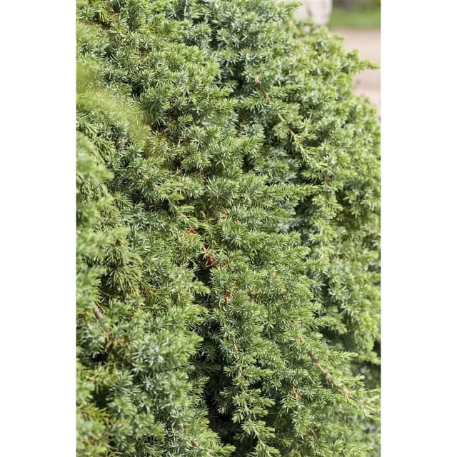 Juniperus Conferta Blue Pacific Kriech-Wacholder Blaugrün 25–30 cm