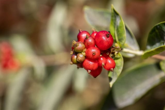 Lonicera Heckrottii Geißblatt Duftend 60–100 cm