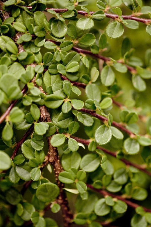 Bodendecker Cotoneaster Dammeri Streibs Findling P 0,5