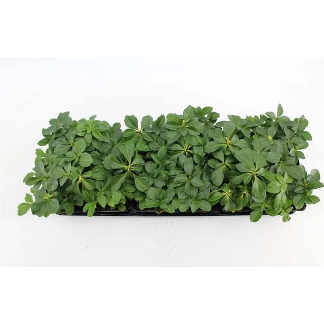 Pachysandra Terminalis Ysander Immergrün Ca. 9x9 cm Topf