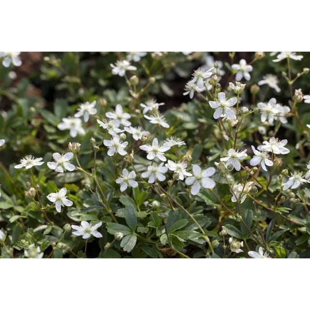 Potentilla Tridentata Nuuk Fingerkraut Immergrün 2 Liter Container