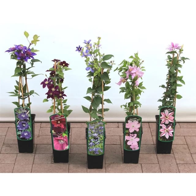 Clematis Vitalba Waldrebe 40–60 cm Schnellwachsend