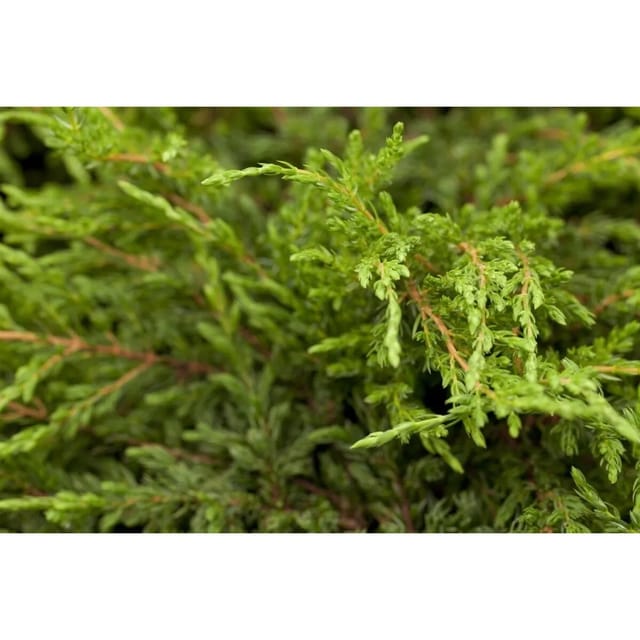 Juniperus Communis Repanda Kriech-Wacholder 20–30 cm