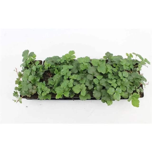 Waldsteinia Ternata Golderdbeere Immergrün Ca. 9x9 cm Topf
