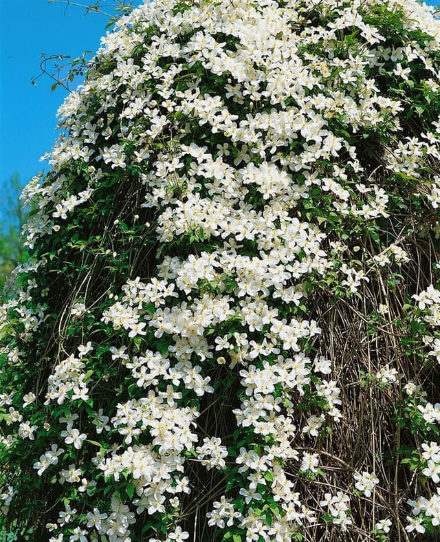 Clematis Montana Grandiflora Weiße Blüten 60–100 cm
