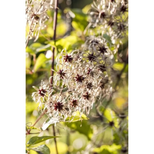 Clematis Tangutica Gelbe Blüten 80–100 cm