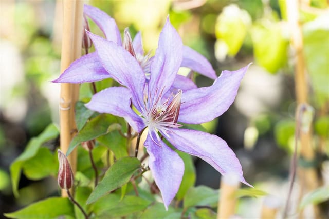 Clematis Hybride Jackmanii Waldrebe Violett 60–100 cm