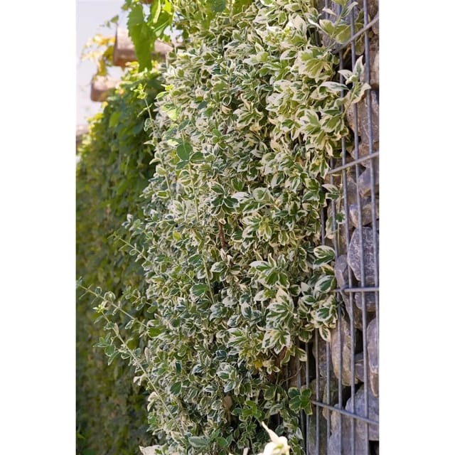 Euonymus Fortunei Emerald Gaiety Spindelstrauch Grün-Weiß 50 cm Stammhöhe