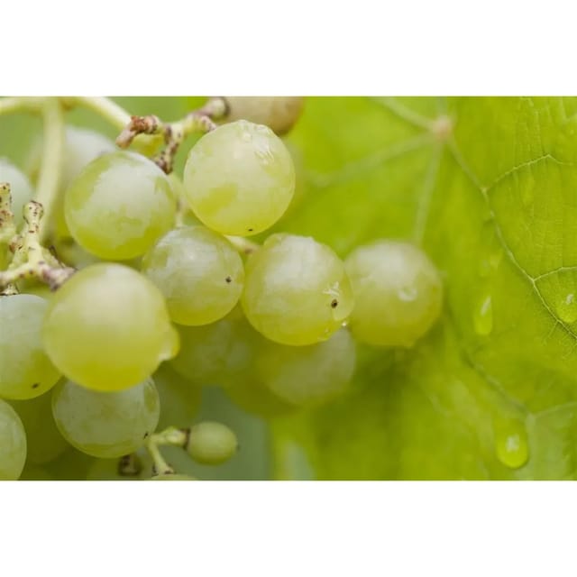 Vitis Vinifera Romulus Weinrebe 80–100 cm