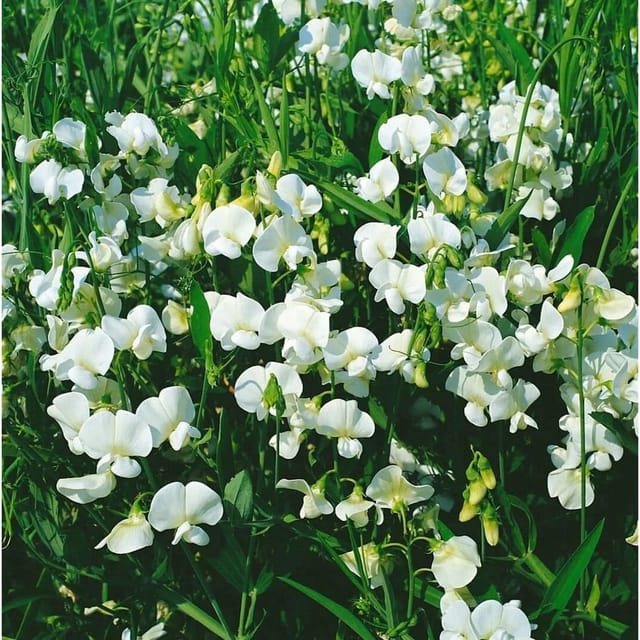 Lathyrus Latifolius Weiße Perle Staudenwicke Weiß Ca. 9x9 cm Topf