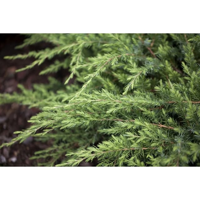 Juniperus Conferta Schlager Japanischer Kriechwacholder 20–30 cm