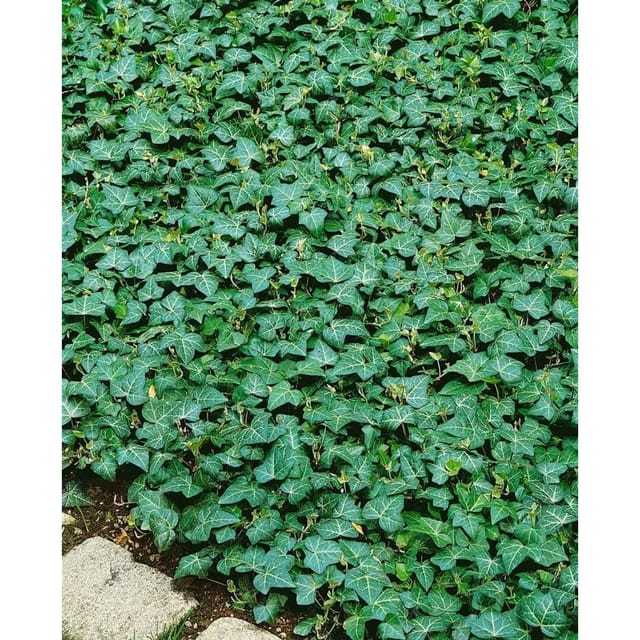 Hedera Helix Plattensee Efeu Immergrün Ca. 9x9 cm Topf
