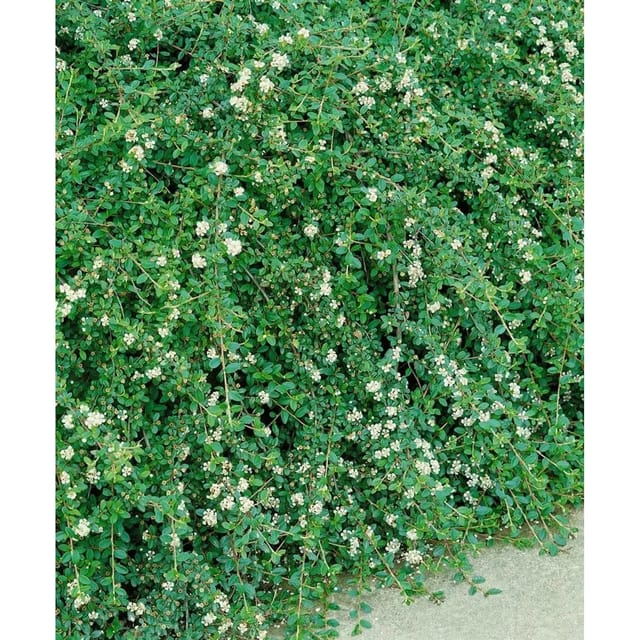 Cotoneaster X Suecicus Coral Beauty Immergrün Rote Beeren 125 cm Stammhöhe