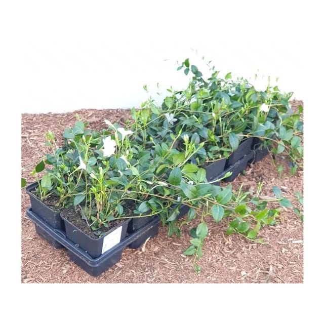 Bodendecker Vinca Minor Alba P 0,5