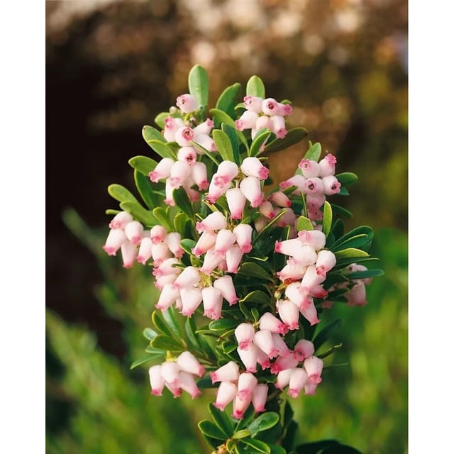 Arctostaphylos Uva-Ursii Bärentraube Immergrün 20–25 cm