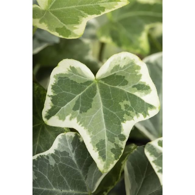Hedera Helix Eva Efeu Grün-Gelb 60–100 cm