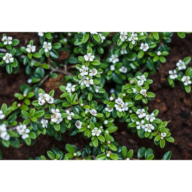 Cotoneaster Apiculatus Blackburn Zwergmispel 80 cm Stammhöhe