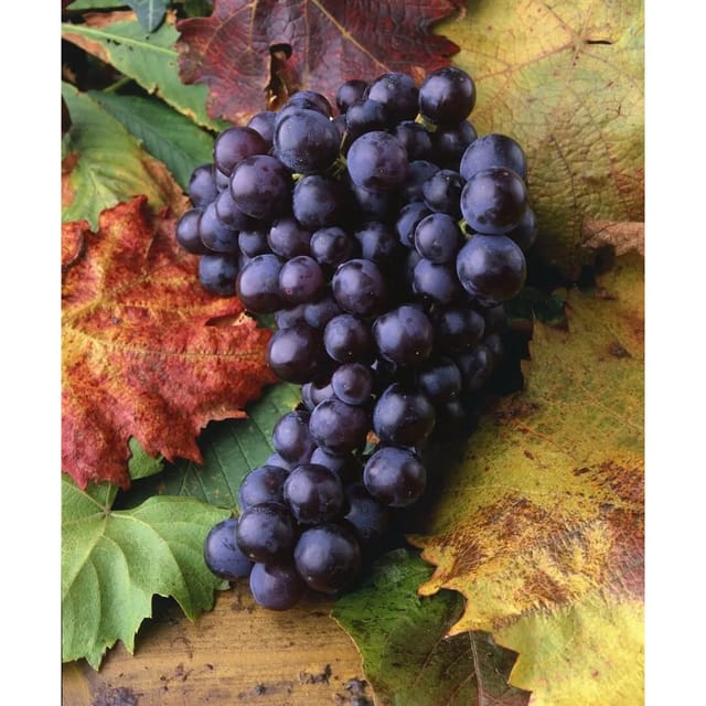 Vitis Vinifera Isabella Weinrebe 100–150 cm