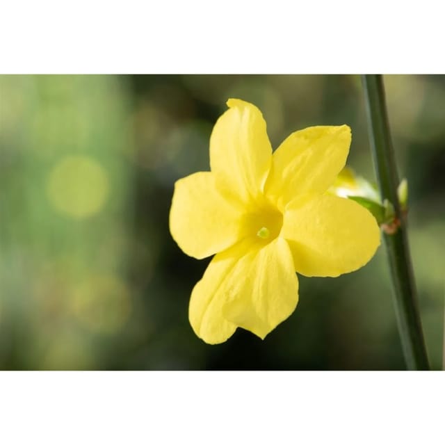 Jasminum Nudiflorum Winterjasmin Gelb 40–60 cm