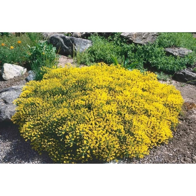Genista Pilosa Besen-Ginster Gelb 20–30 cm