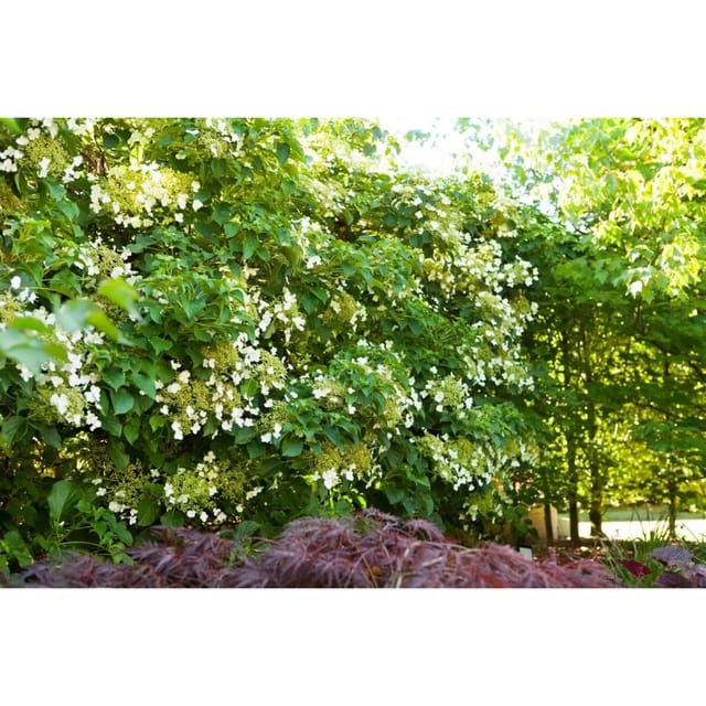 Hydrangea Petiolaris Kletterhortensie Weiß 125–150 cm