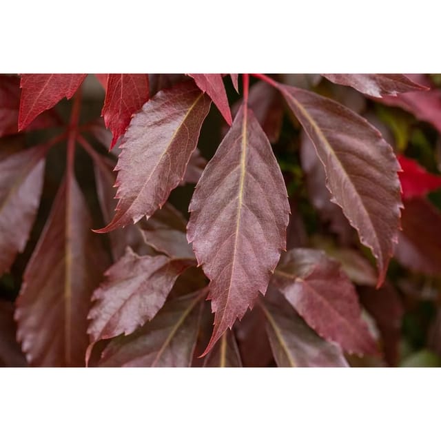 Parthenocissus Quinquefolia Engelmannii Wilder Wein 80–100 cm
