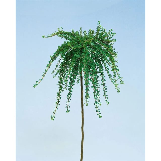 Cotoneaster Congestus Zwergmispel 80 cm Stammhöhe