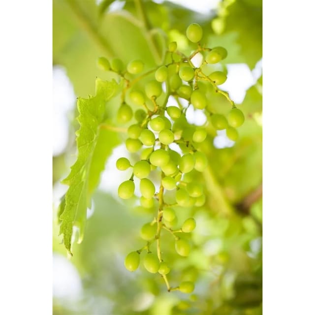 Vitis Vinifera Muskateller Weinrebe 80–100 cm