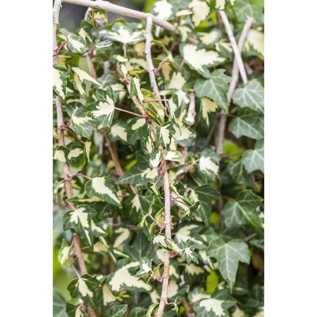 Hedera Helix Goldheart Efeu Gelb-Grün 80–100 cm
