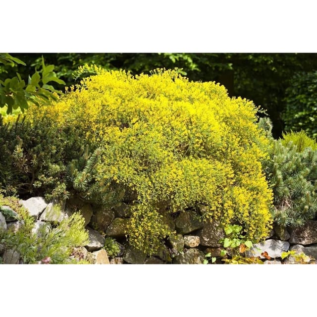 Genista Pilosa Goldilocks Ginster Goldgelb 20–30 cm