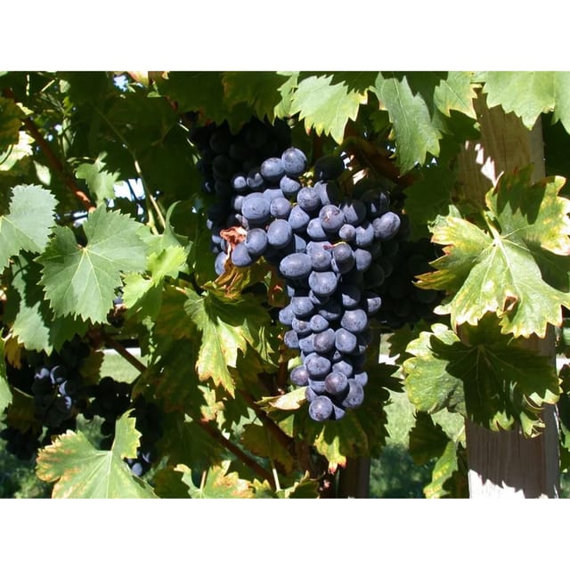 Vitis Vinifera Attika Weinrebe 80–100 cm