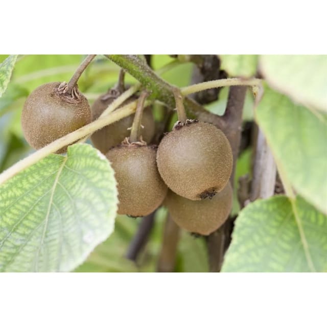 Actinidia Chinensis Boskoop Kiwi 40–60 cm