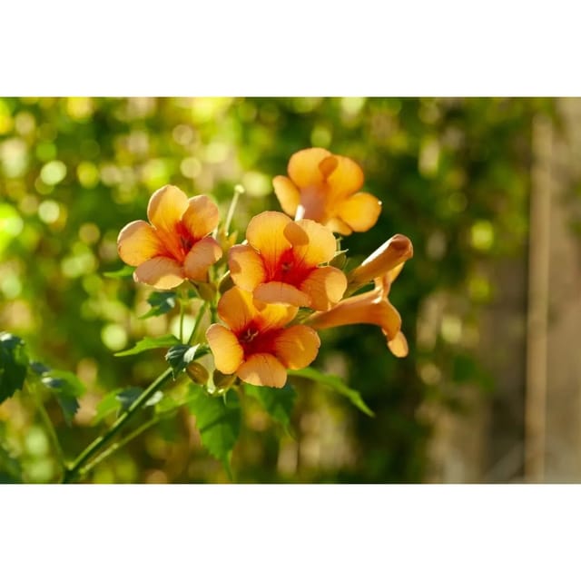Campsis Radicans Indian Summer Trompetenblume Orange 40–60 cm