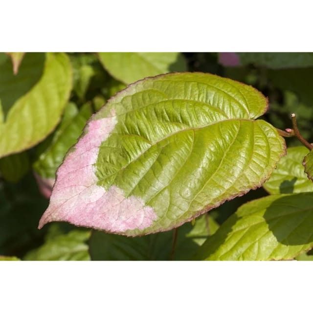 Actinidia Kolomikta Kiwi 40–60 cm Dekoratives Laub