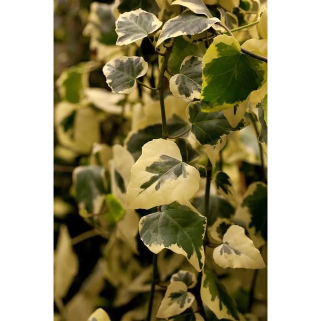 Hedera Colchica Dentata Variegata Efeu Panaschiert 40–60 cm