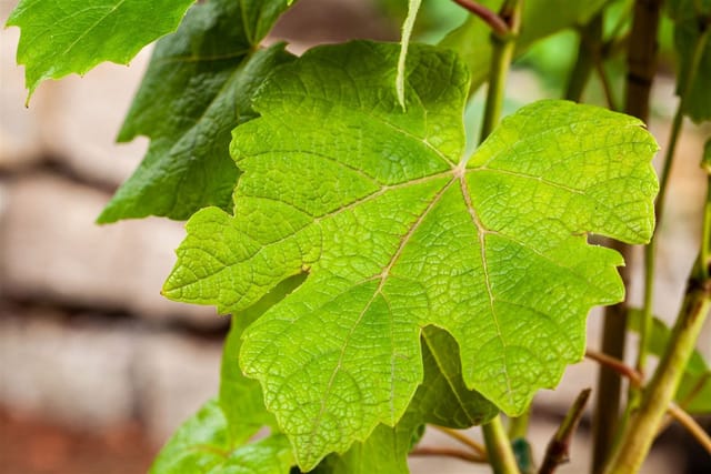 Vitis Vinifera Vanessa Kernlos Rot 80–100 cm