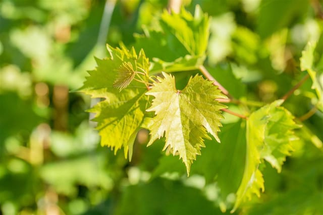 Vitis Vinifera Muscat Bleu Weinrebe Blau 80–100 cm