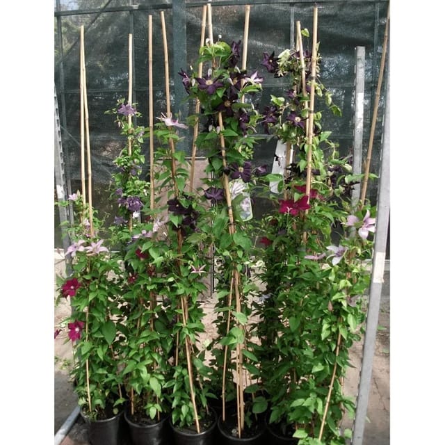 Clematis Viticella Alba Luxurians Weiß-Grün 100–150 cm