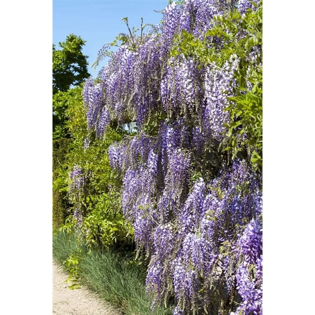 Wisteria Floribunda Macrobotrys Japanische Blauregen 60–100 cm