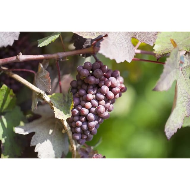 Vitis Vinifera Piroschka Weinrebe 80–100 cm