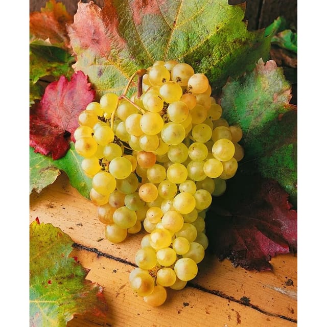 Vitis Vinifera Weinrebe Weiß 80–100 cm