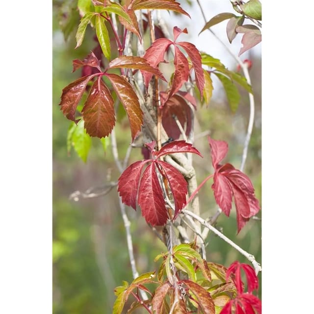 Parthenocissus Quinquefolia Engelmannii Wilder Wein 100–150 cm