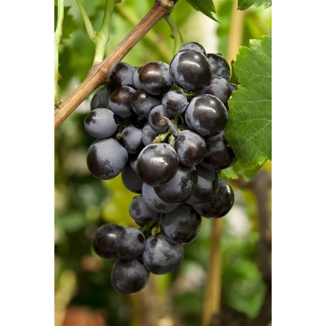 Vitis Vinifera Centuri Weinrebe 80–100 cm