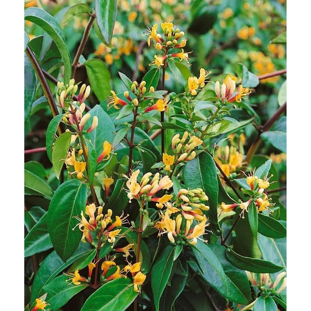 Lonicera Henryi Copper Beauty Geißblatt Immergrün 100–150 cm