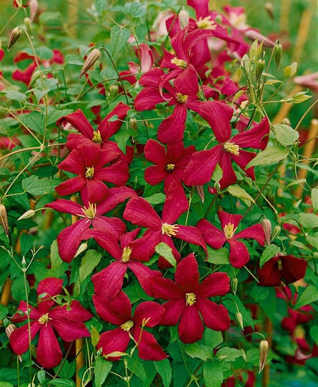 Clematis Viticella Madame Julia Correvon Waldrebe Rot 60–100 cm