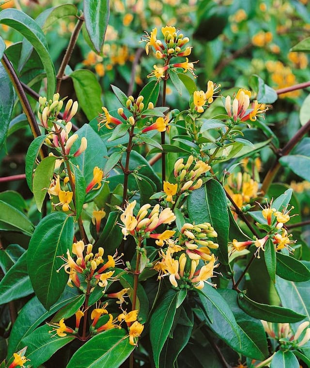 Lonicera Henryi Copper Beauty Immergrün 60–100 cm